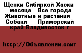 Щенки Сибиркой Хаски 2 месяца - Все города Животные и растения » Собаки   . Приморский край,Владивосток г.